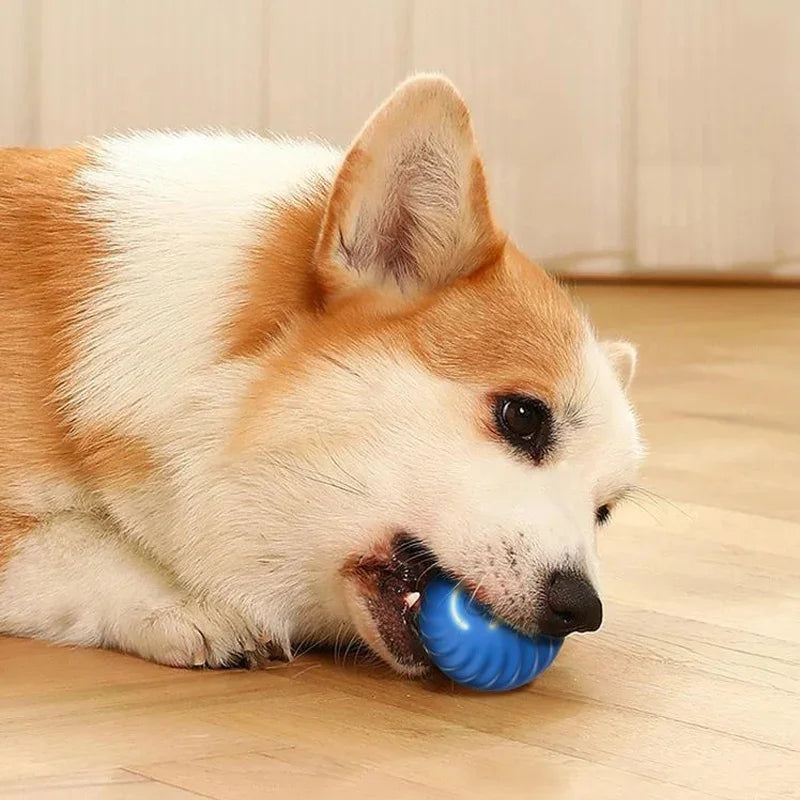 Smart Dog Toy