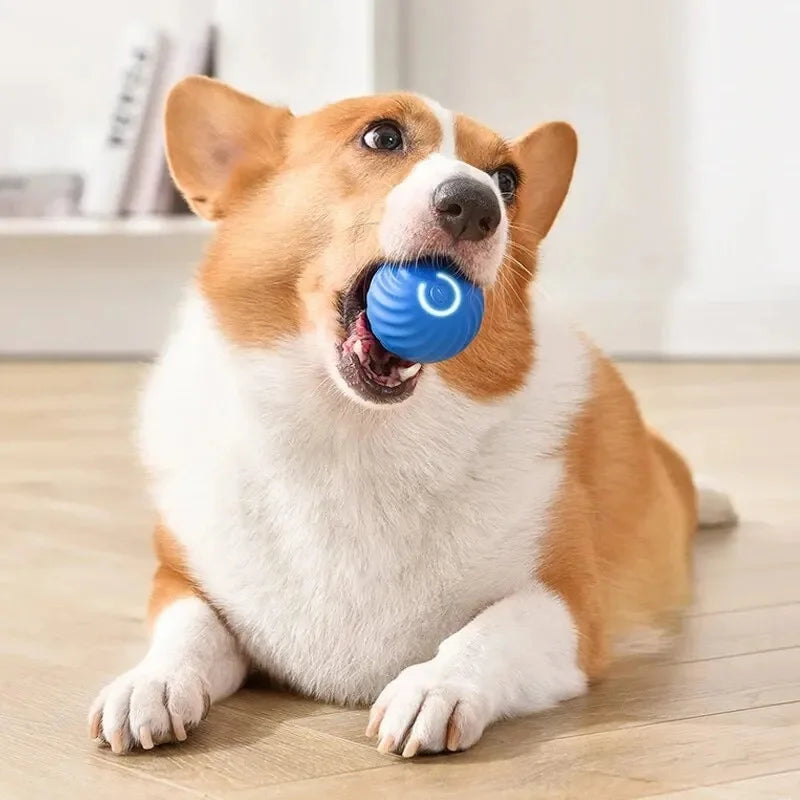Smart Dog Toy
